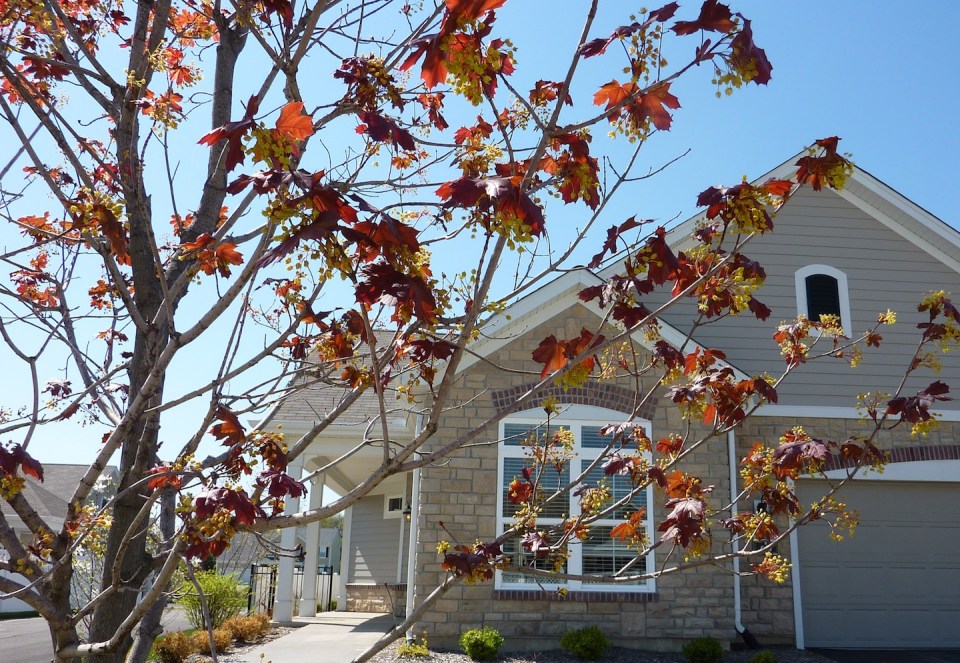 A Maple at the Sonatas