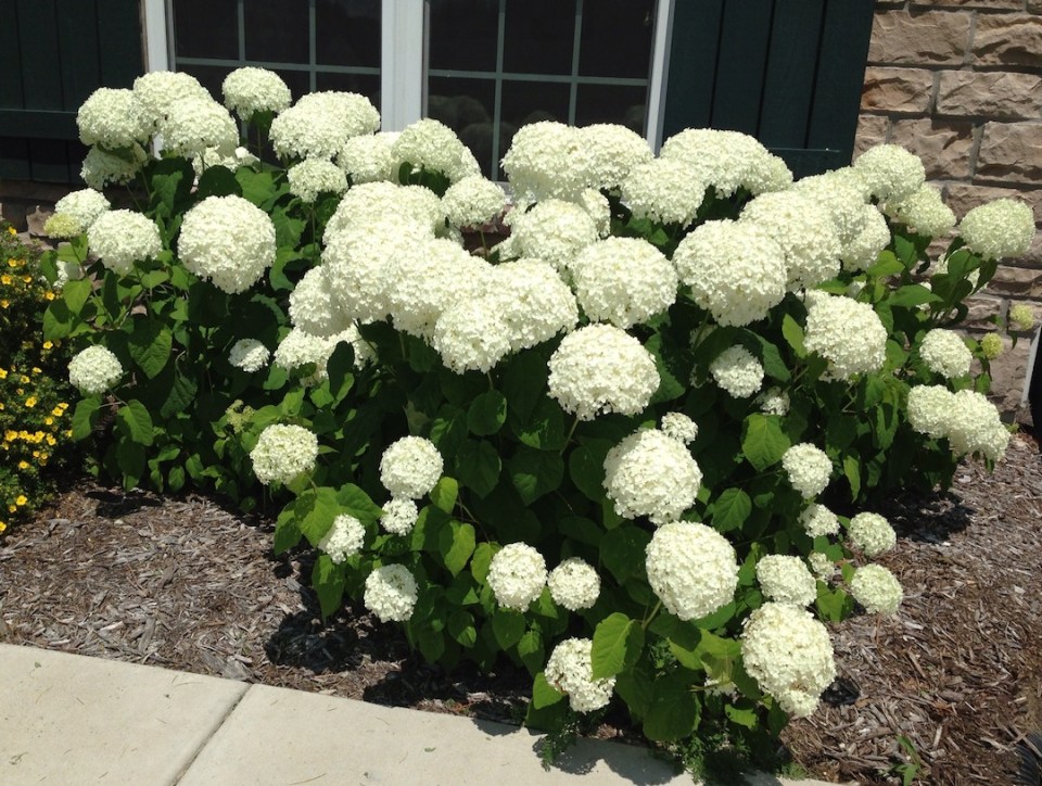 hydrangeas