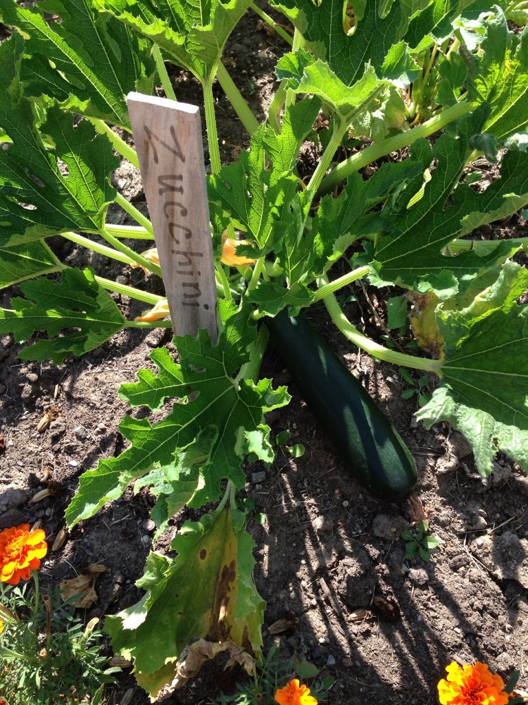 zucchini