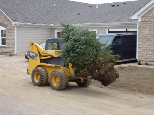 moving tree