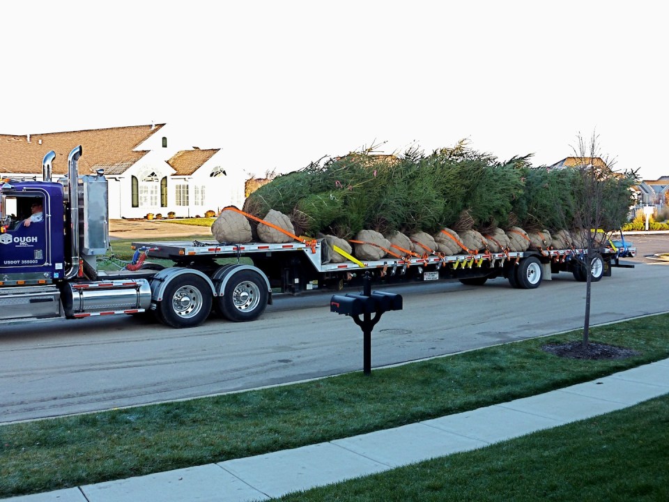 trees on truck