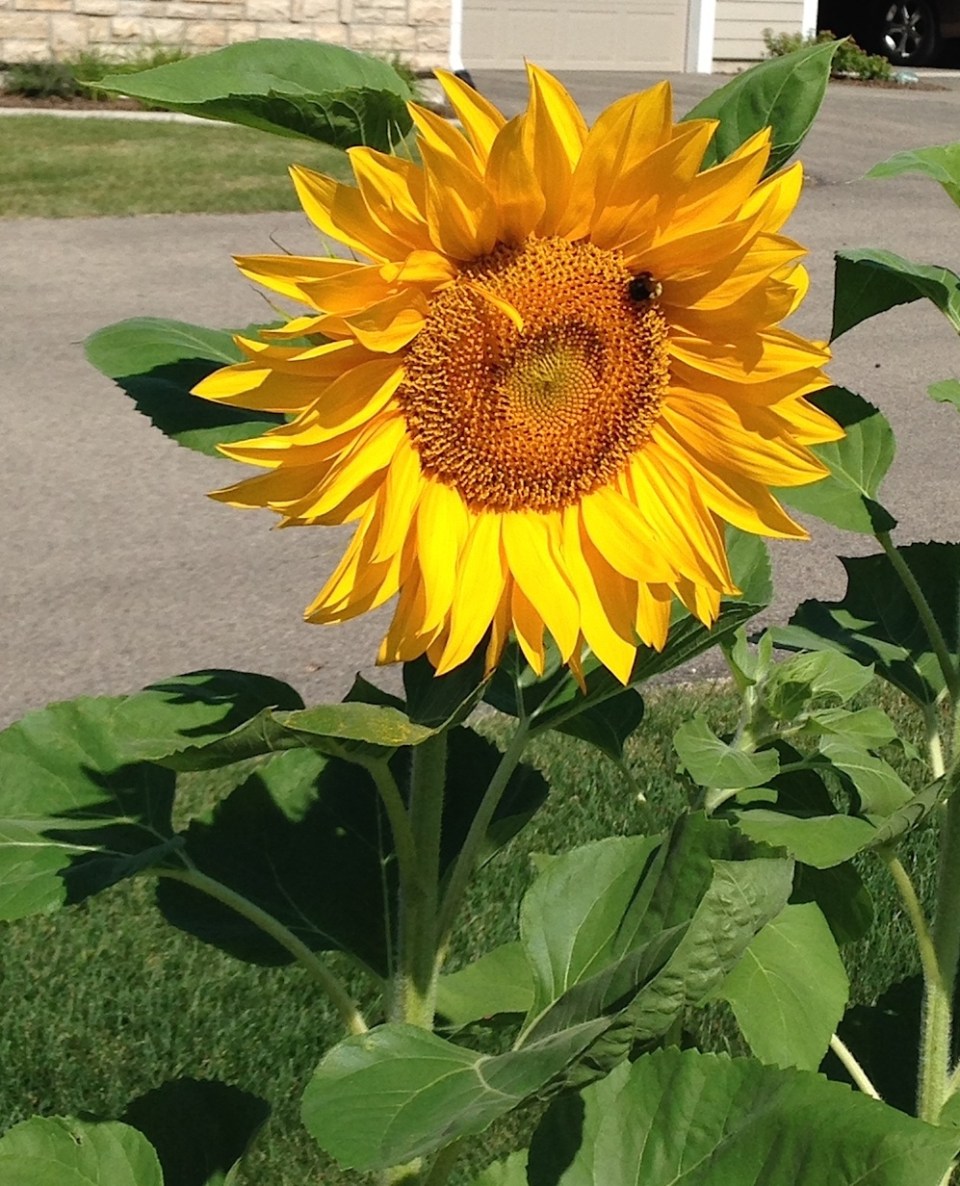 sunflower1