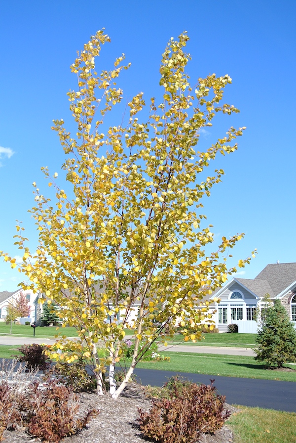 yellowtree