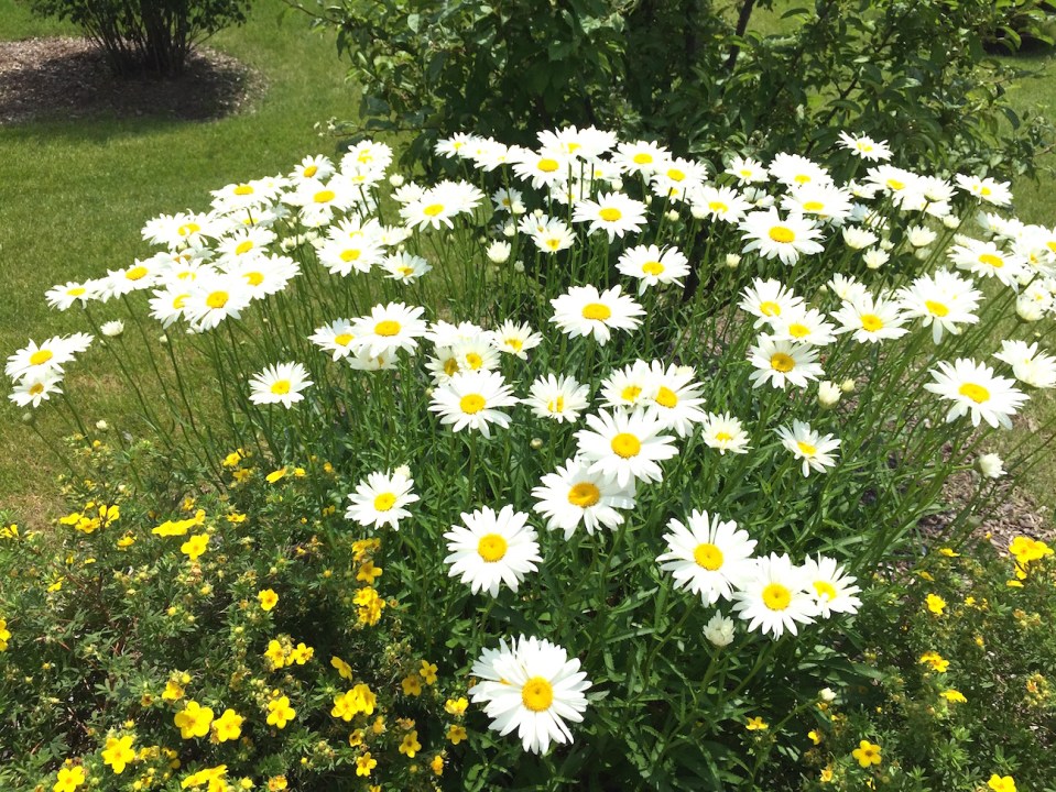 daisies