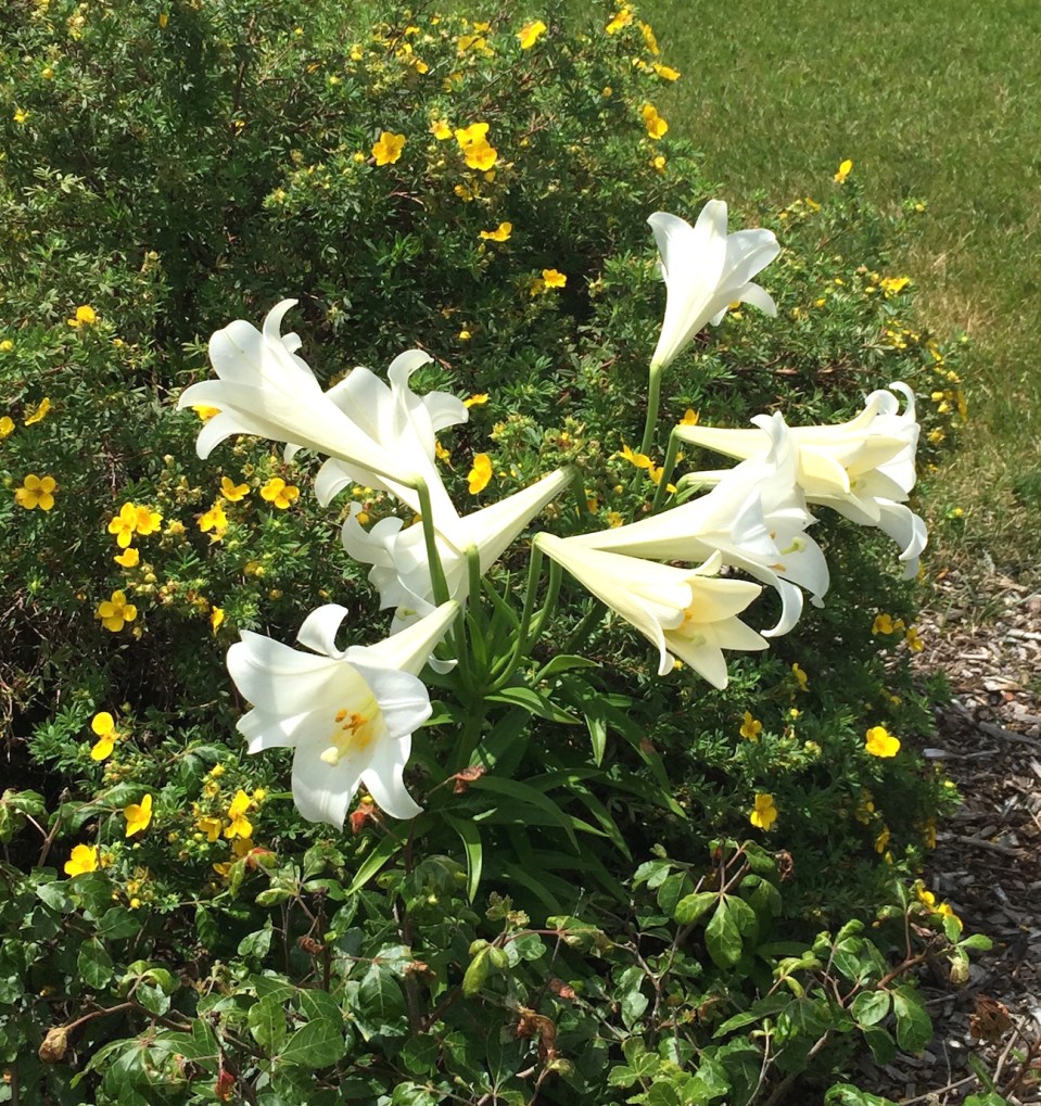 Easter lily